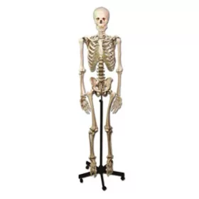 Csontváz oktató anatómiai modell - 170 cm