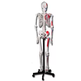  Csontváz oktató anatómiai modell izomtapadási helyekkel 180 cm